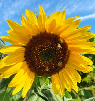 Sonnenblume